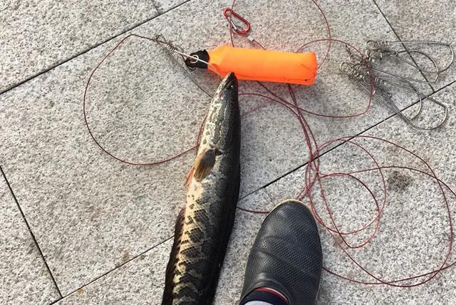 「」夏季钓鱼，该如何选择饵料及钓点，实战经验分享