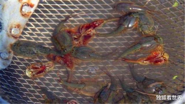 「恐龙」它活了近4亿年，挺过了3次生物灭绝，如今沦为“鸡菜”