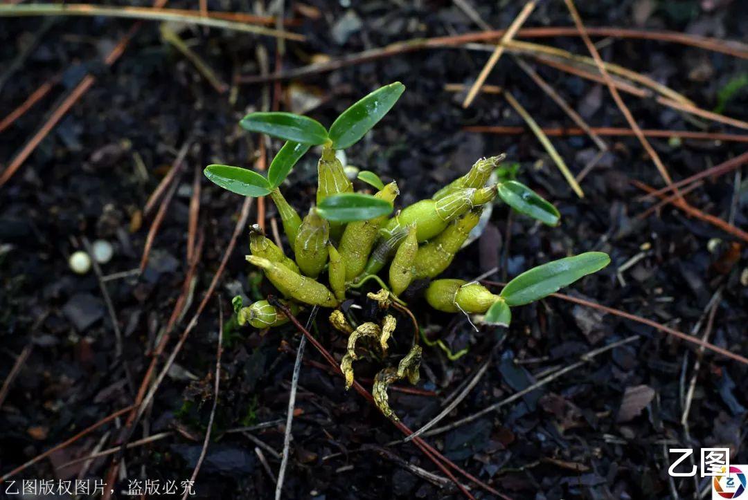 「套路贷」480元一克的“仙草”，山里村民用它烧菜吃，网友惊叹太奢侈