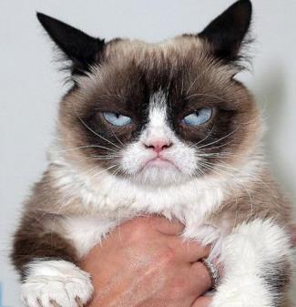 猫咪为何老是盯着你看？其实猫眼里藏着“这些秘密”，你知道吗？