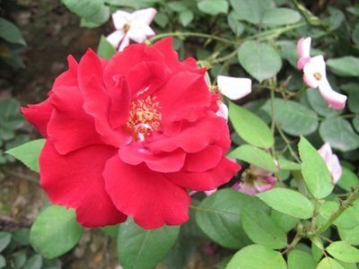 |明天起运势数一数二，8月喜事成双、9月桃花临门，3生肖步步为赢