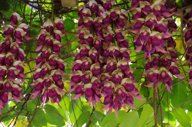 白羊座▲未来半年好运到家中，贵气连连，顺顺利利，富贵缠腰的四属相