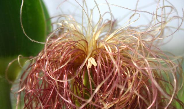 痛风|痛风“根源”并非喝酒，强调：3物请撤下饭桌，再馋也别往嘴里送