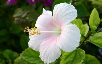 生肖|明天起时来运转的3生肖，“大囍”临门，聚财如雨，身价一涨再涨