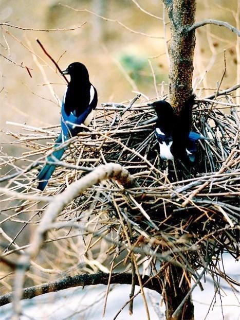 『暴雨』狂风暴雨时候,野外的鸟类是怎么过的?鸟儿:我是谁我在哪