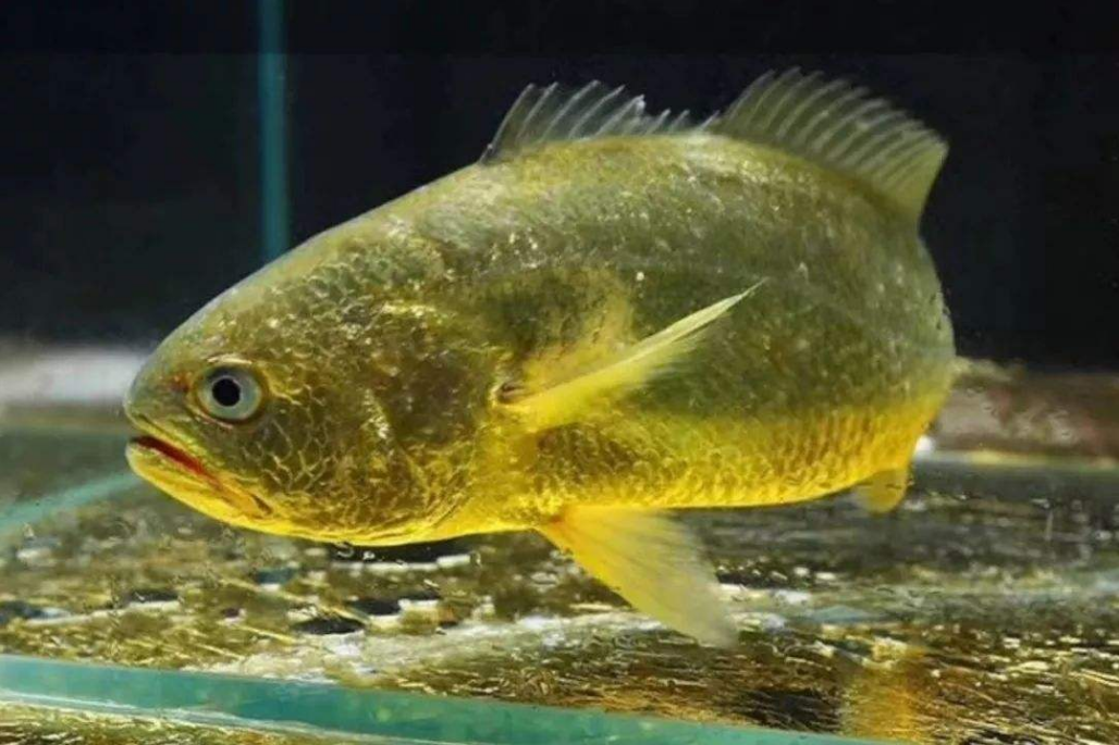 「」自然界中最“有钱”的动物，只要捕捉到一只，就能一夜暴富