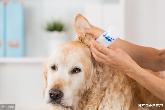 宠主请留心：金毛体味很大，都是这6个原因“导致”