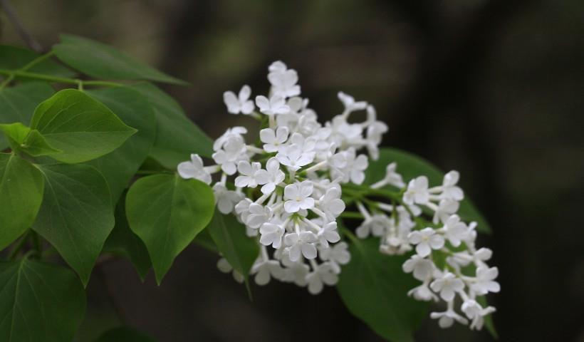 天秤座|11月，十里桃林，良缘涌现，相知相守，跟爱情结缘的4星座！