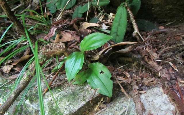|石缝一种小野草,常被铲除,却不知它是如此的珍贵,100元一斤