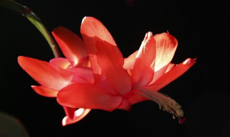 【生肖】6月中旬开始财富翻番，事业一直发，福气不浅的四大生肖