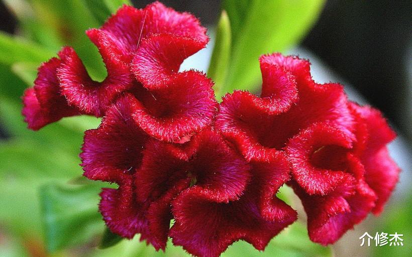 生肖@六月下旬,异性缘旺,摆脱单身获幸福!桃花满满的4大生肖