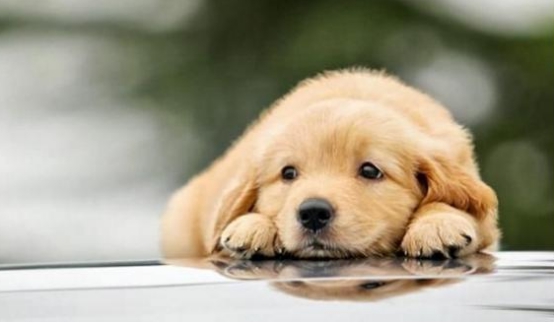 科学家|人类看不到的东西狗真的能看见吗？科学家通过研究给出肯定答案！