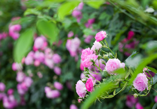 [运势]6月份开始，4属相风风光光，大展拳脚，喜事接二连三，惊喜不断