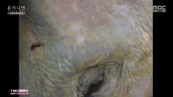 [鲸鱼]我们的星球怎么了, 2020年的魔力仍在继续，灾难频繁发生