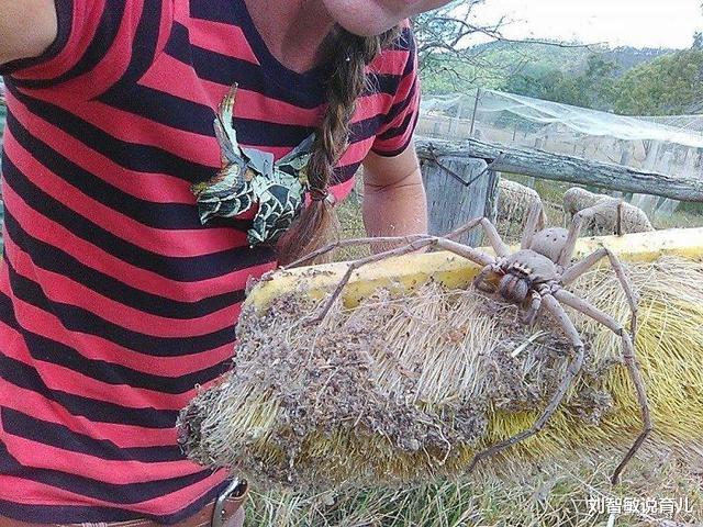 狮子|37张罕见“大”动物照片：看了熊掌和人类对比照，才知道熊多可怕