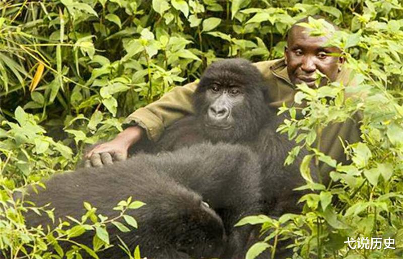 【黑猩猩】艾滋病毒来源于猩猩,那么,第一个感染的人类是如何染上的?