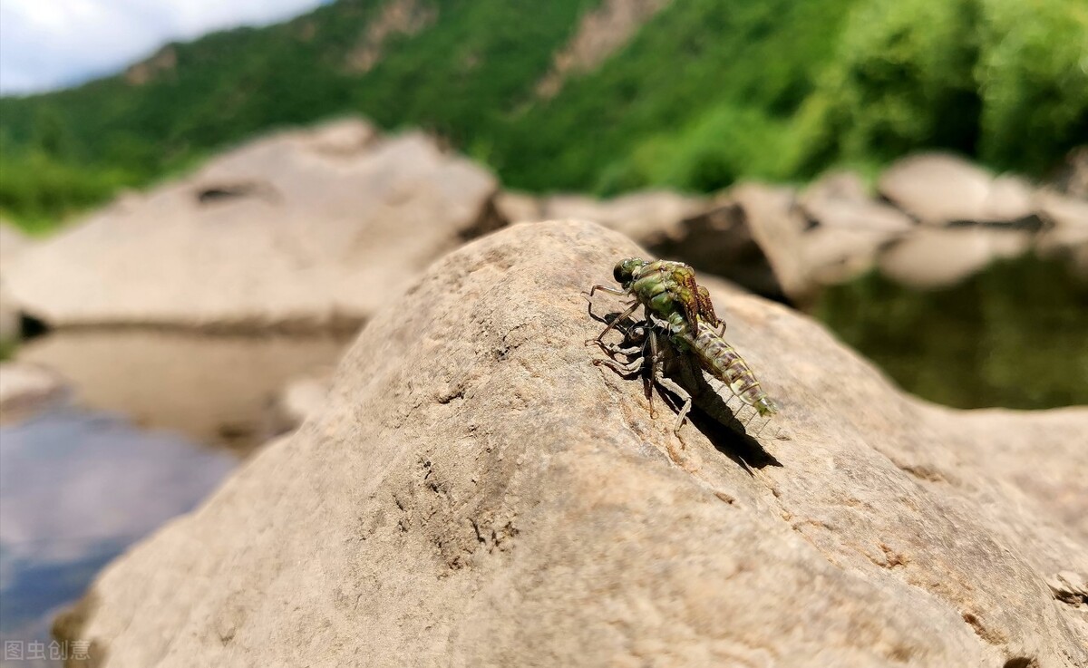 蜻蜓|世界攻击速度最快的五大动物