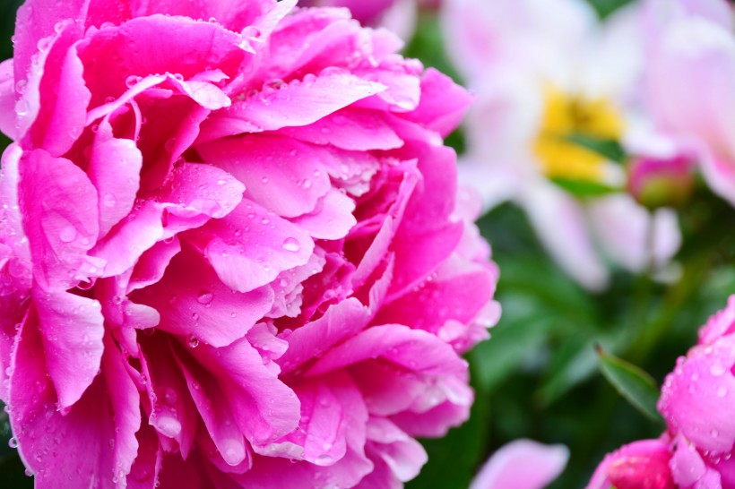 运势▲6月，栀子花开姻缘再来，与旧爱再度牵手，余生永相随的四大生肖