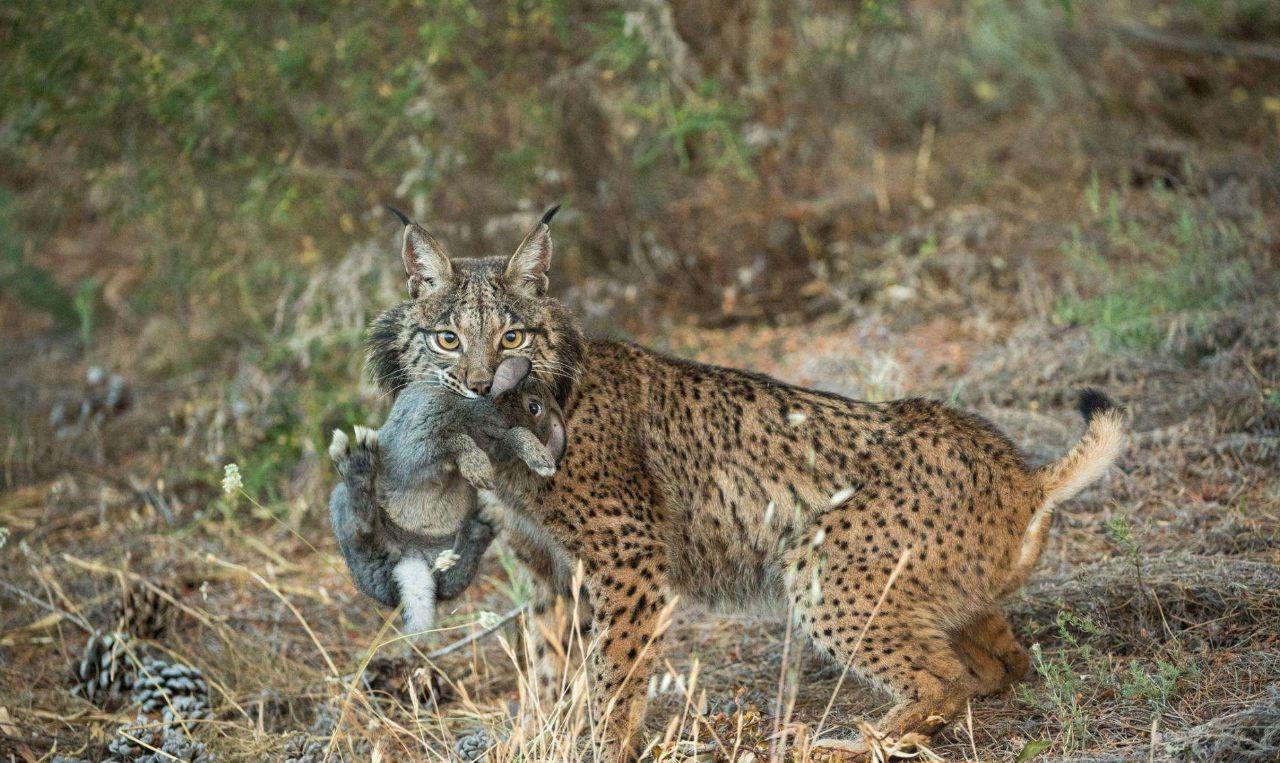 「爱德华·斯诺登」地球史上最大的兔子，肥嘟嘟的不能跳，一只就足够猞猁吃3天