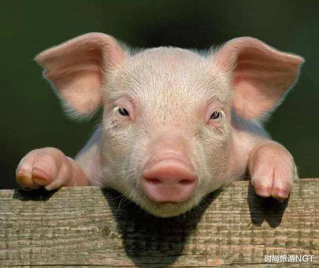 破产：世界上最“恶心”的帐篷，住一晚奖金7万，网友：住到你破产