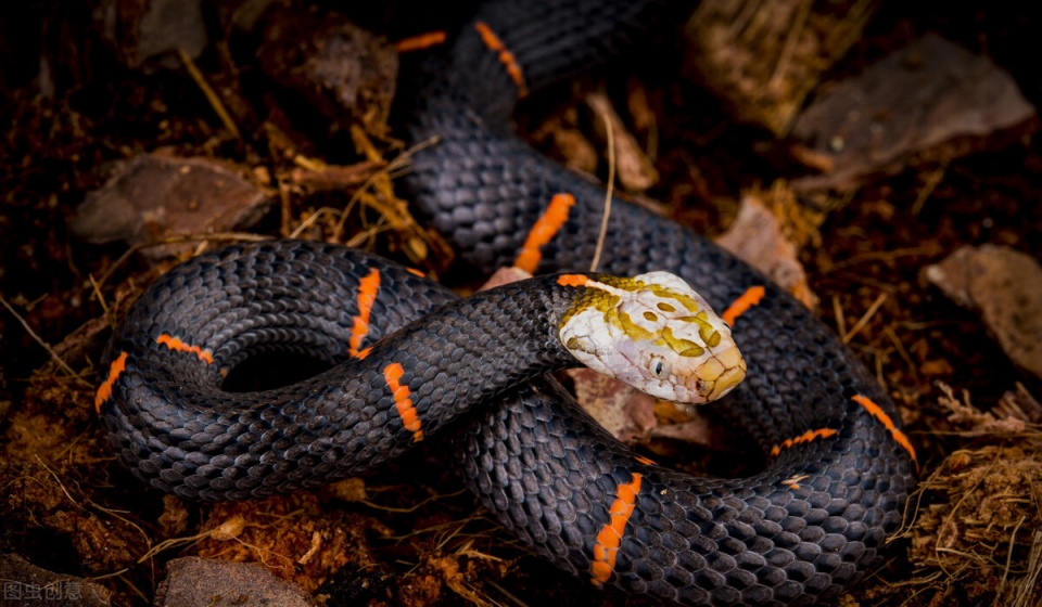 白头蝰|白头蝰:并不珍稀的古老毒蛇,因绝食而出名,为何我们还要保护它