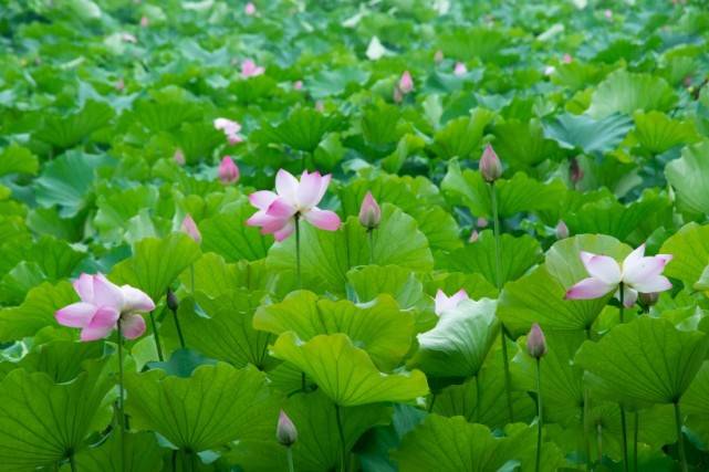 [生肖]7月份，四大生肖桃花旺盛，月老牵线，良缘敲门，暗生情愫！