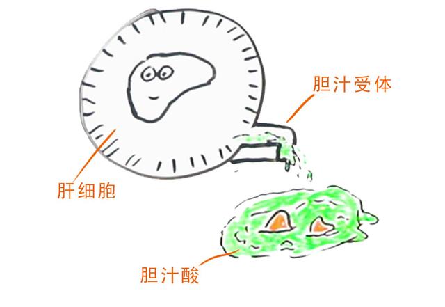 乙肝|张文宏说乙肝能临床治愈，那为什么还有携带者7000多万？