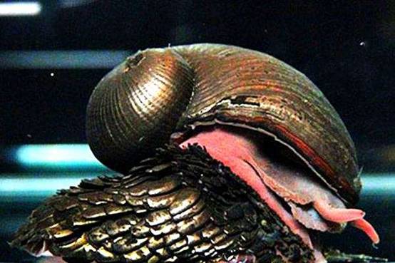 |21世纪才发现的神秘生物，刀枪不入抗400度高温，学者却忧心忡忡