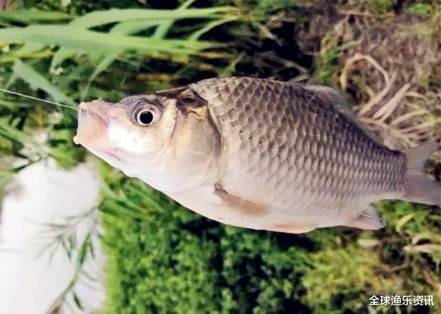 空军▲钓鱼人最倒霉的三个瞬间,跟他们比起来,空军都算是中了大奖