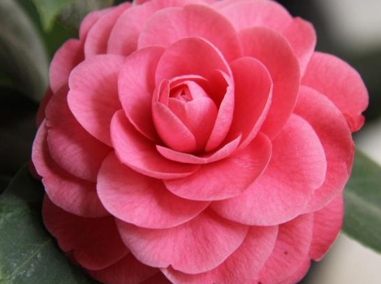 「生肖」6月坏事不近身,大财连连,4属相天降桃花,真爱作伴,日子幸福