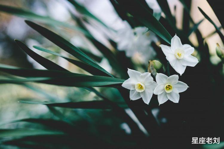 1月，缘分桃花继续纠缠，真爱袭来，牵手余生幸福的3大生肖