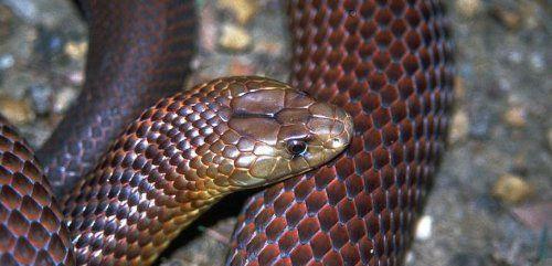 「眼镜王蛇」世界毒王排行榜，眼镜王蛇倒数第二，被第一名刺到，30秒便死亡