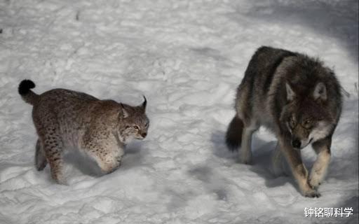 猞猁|狼见了都要叫大哥的“猞猁”,在森林里究竟有多恐怖?