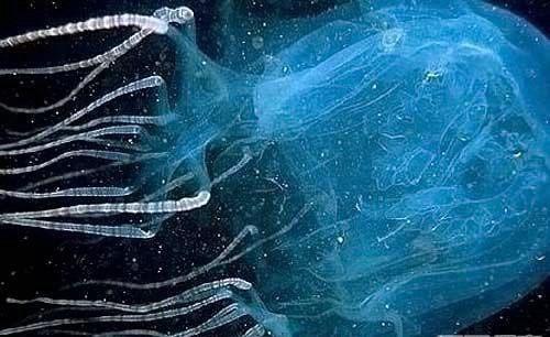 蜘蛛|五种至今无药医的致命毒素 贝爷应该不敢吃这五种小动物