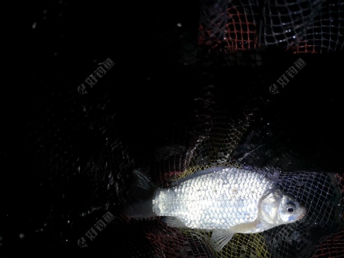 鲫鱼|许久没钓鱼，一钓就上瘾