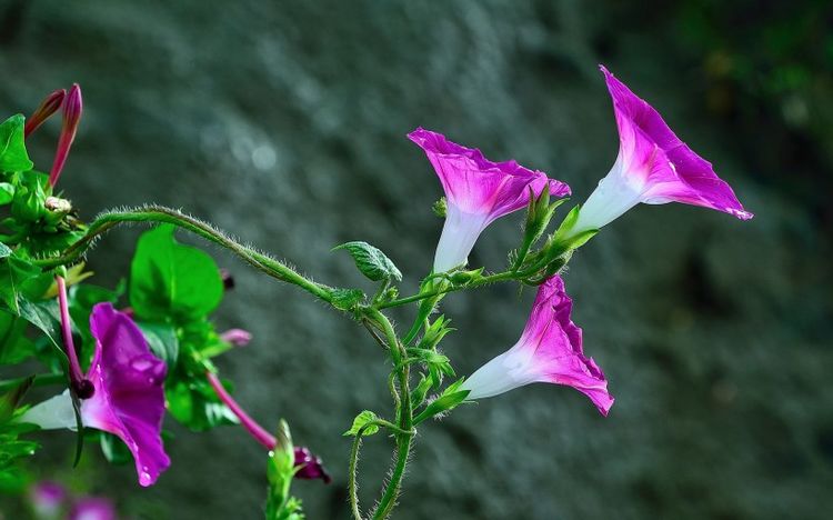 白羊座|9月中旬起,爱情之花盛开,相遇姻缘有缘人,脱单在即的4大星座