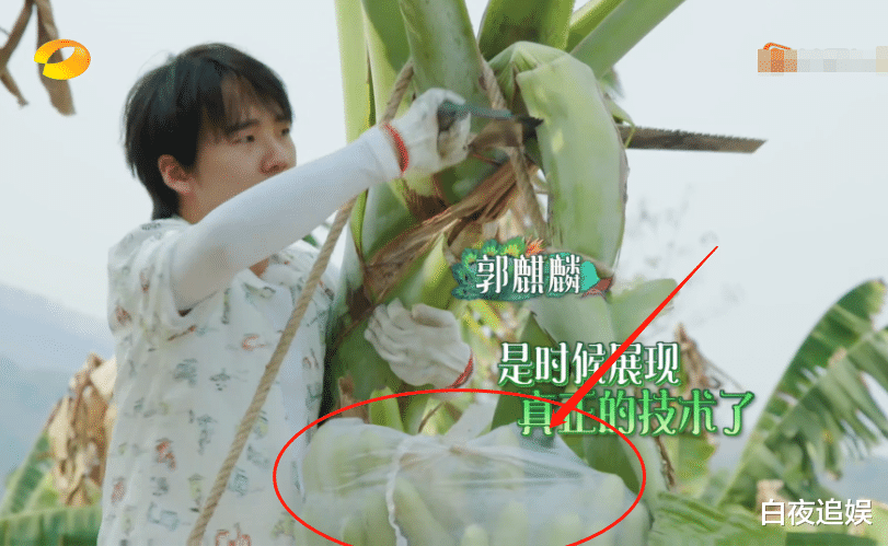 滤镜：《向往的生活4》滤镜有多厚？还是绿色的香蕉，掉地上就“熟”了