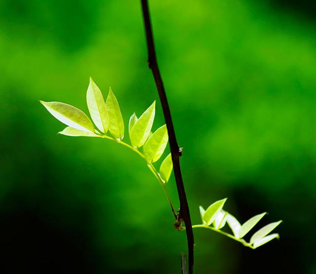 文玩:文玩界的一股“青流”,看看你都玩过吗?