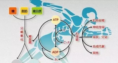 减脂▲如何才能消灭让人讨厌的腹部游泳圈，拥有平坦紧张的腹肌线条？