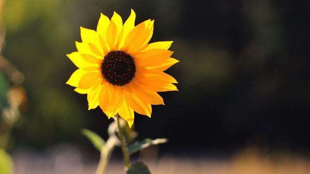 算命|相比爱情,更重视事业的星座,不会意气用事