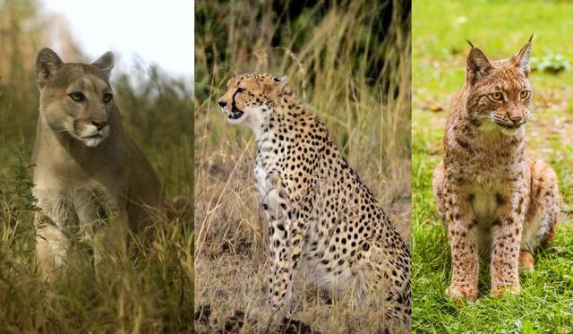 猞猁|高效的“屠狼机器”！欧亚大猞猁，长期打压狼群的发展