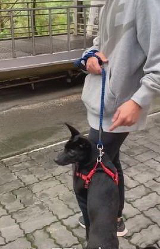 带狗狗出门训练，没想到在看到羊咩的瞬间，它被吓到抱紧主人大腿