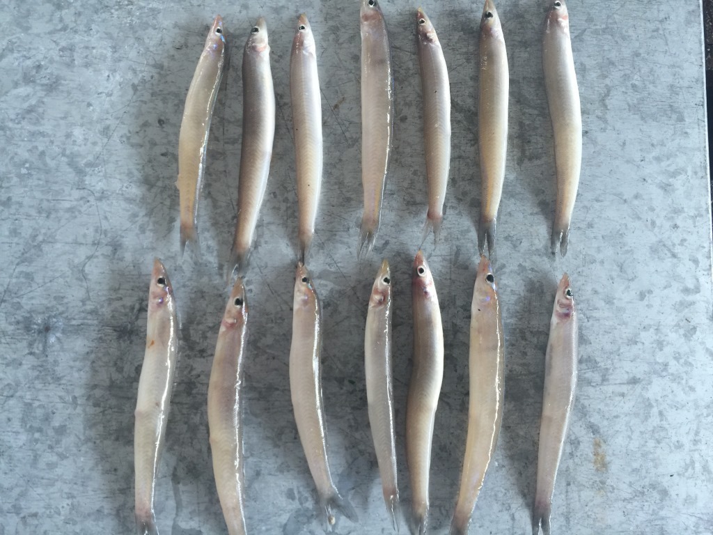 @瀑布下全是这种“大泥鳅”, 半斤多一条, 现在很难吃到