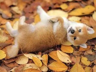 柴犬：小身体大能量，忠心护主的小伙伴