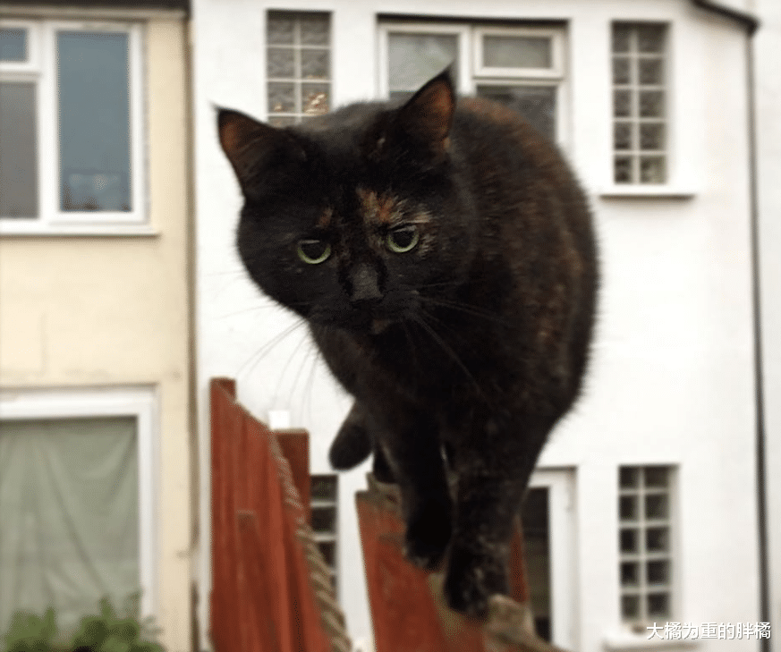 猫咪常常给主人送礼，送完老鼠虫子再送叶子，如今却还得主人掏钱