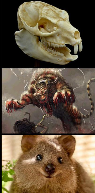 电影|动物的头盖骨是如何欺骗人类的，看完颠覆你的认知观