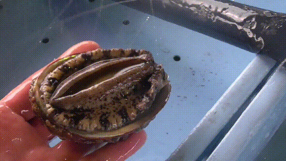 [鲍鱼]美食家蔡澜口中“死前必吃”的15种美味