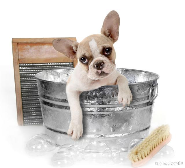 人气高的法国斗牛犬，养起来也不容易，需要注意这6点