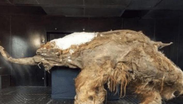 「西伯利亚」永久冻土融化,西伯利亚出现14300年前动物,人类该清醒了!