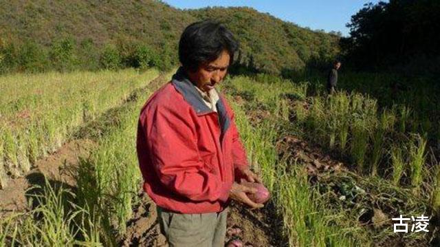古凌|北大才子王青松携妻住山林11年，在山中自给自足，村民白眼相向